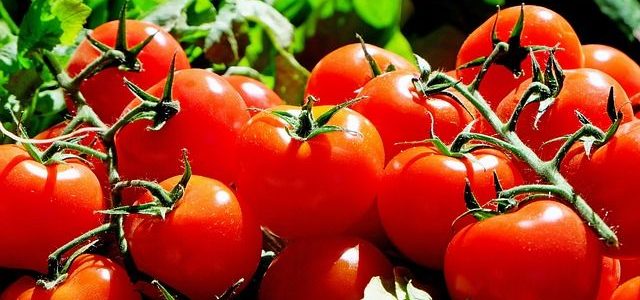 Tomatera para conservas y salsas de tomate